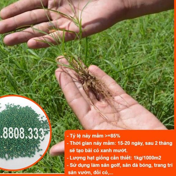 HẠT GIỐNG CỎ THẢM BERMUDA XANH - CỎ THẢM TRANG TRÍ SÂN VƯỜN, SÂN BÓNG, CỎ CHĂN NUÔI