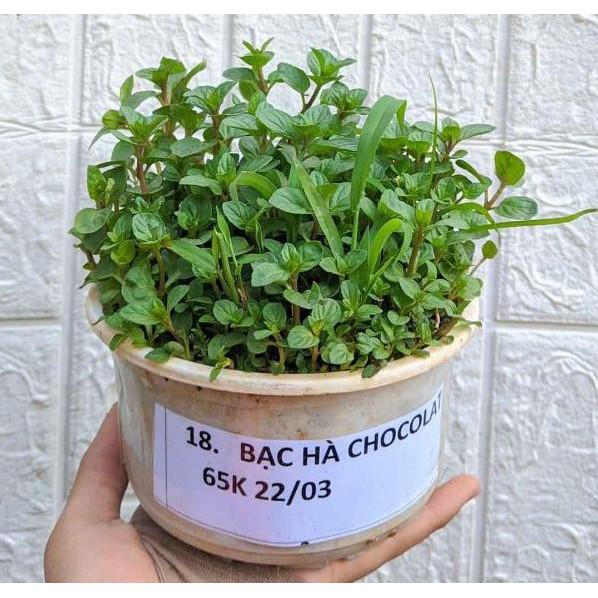 Cây bạc hà thơm ngát