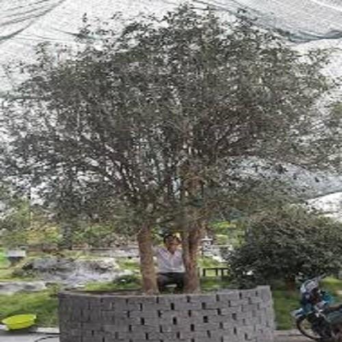 Cây giống mộc hương ta thơm