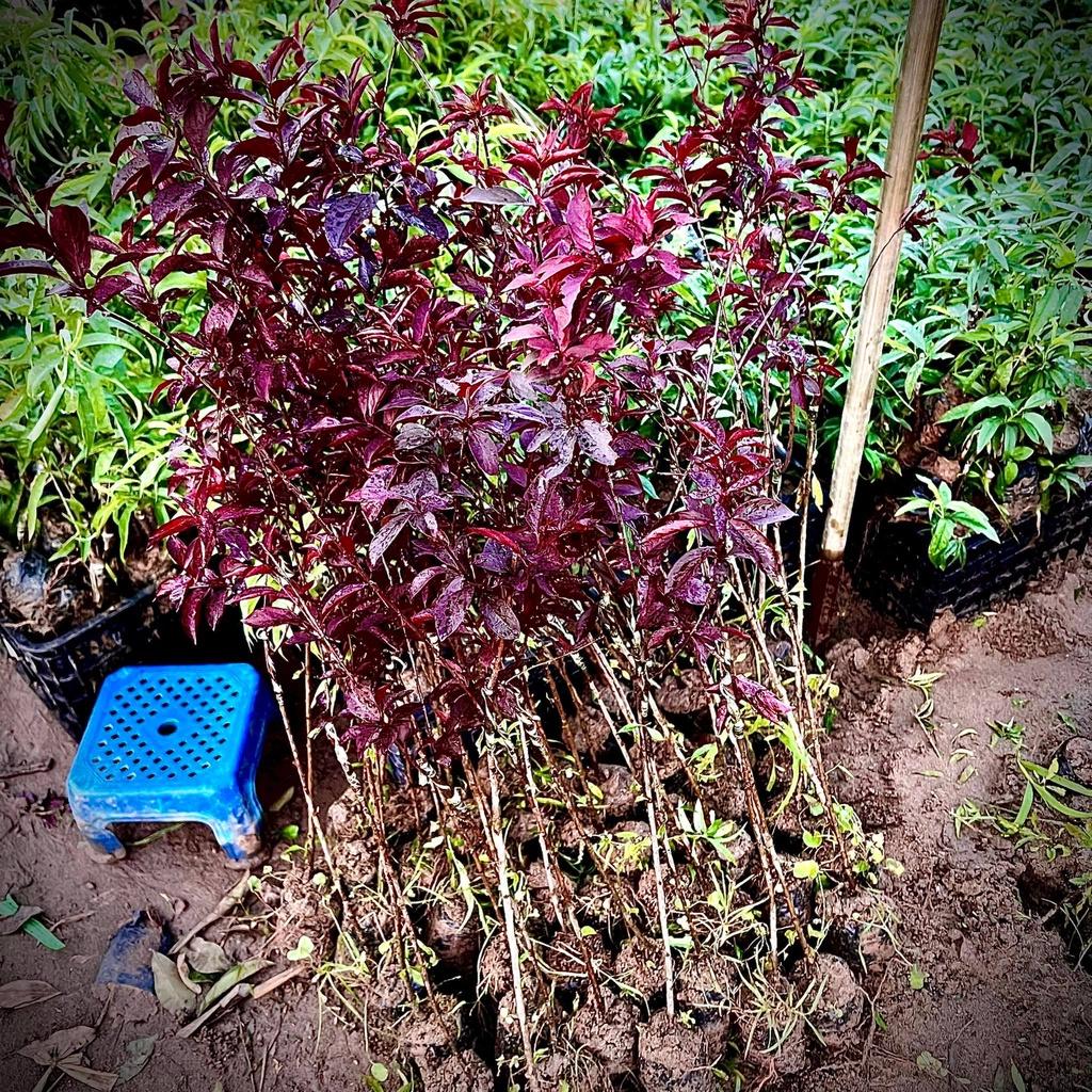 Cây mận đỏ úc lá đỏ quả đỏ - mận tím cao 70-80cm