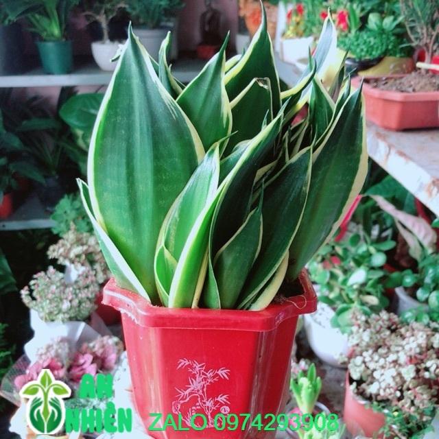 Cây Lưỡi Hổ Thái Xanh Lớn