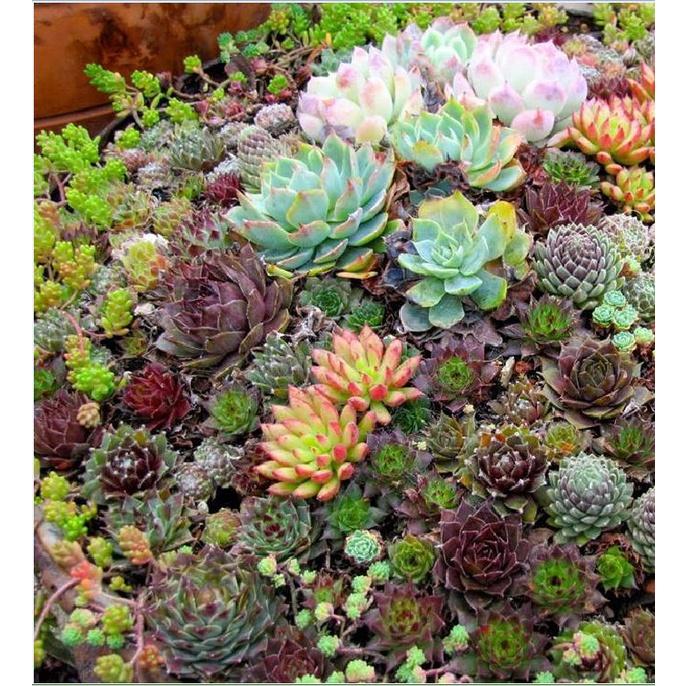 Combo 3 gói Hạt giống cây hoa sen đá mix màu - 1 gói 200 hạt-tặng kèm gói kích mầm