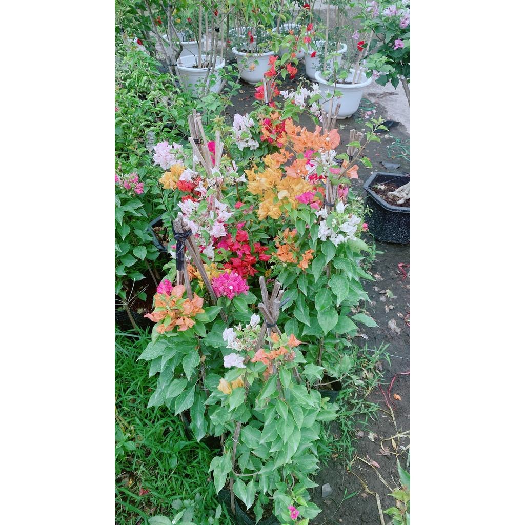 Cây Hoa Giấy 3 Màu