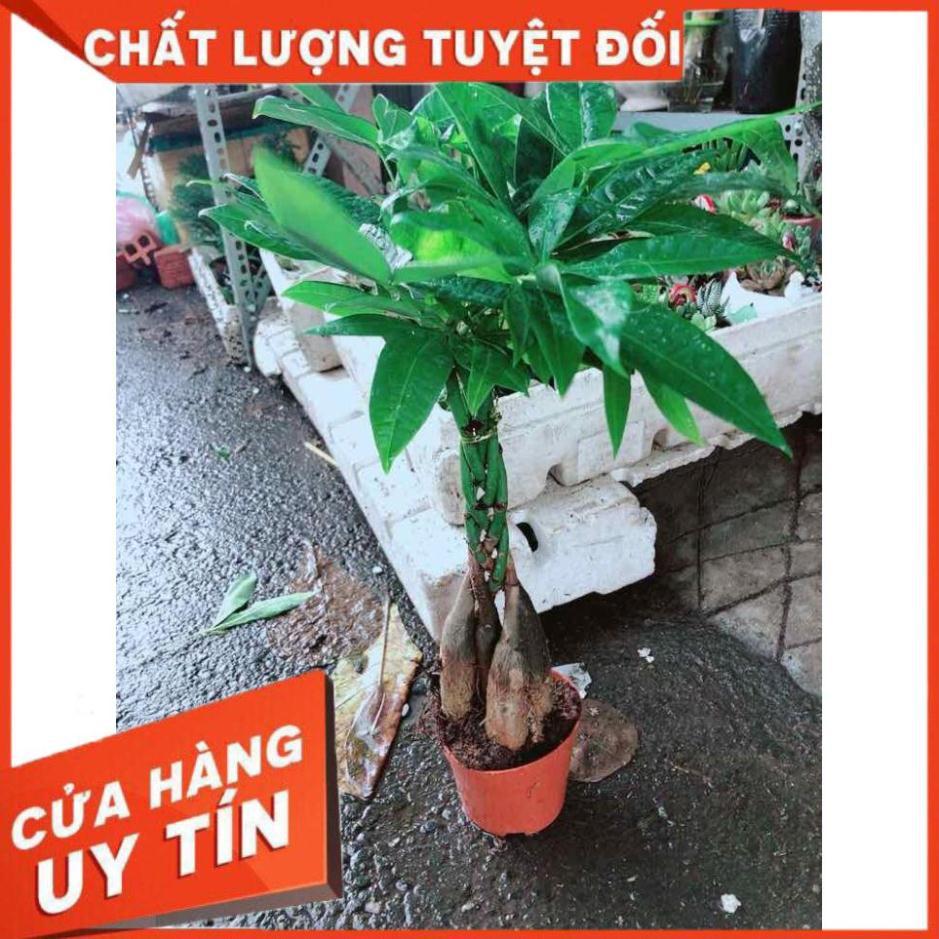 Kim Ngân 5 thân Nhiều Người Mua