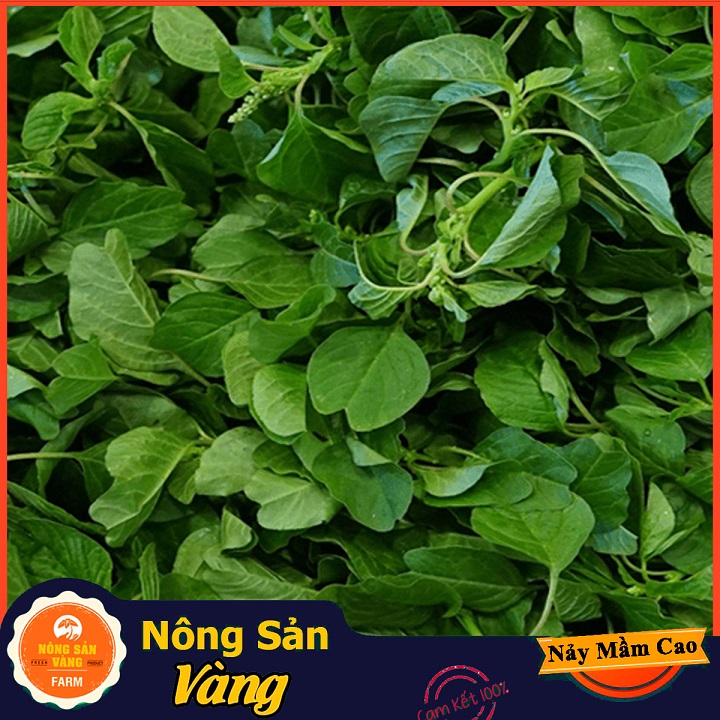 Hạt giống Rau Dền Cơm - Nông Sản Vàng