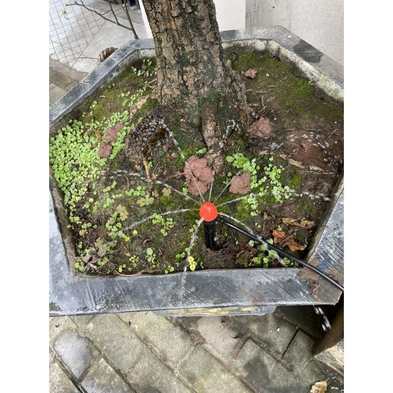Đầu tưới cắm gốc phun nước 8 tia tưới gốc cây chậu hoa