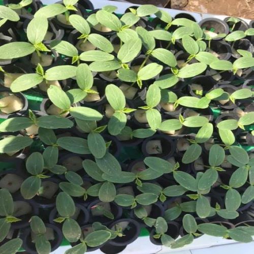 Mút ươm hạt giống trồng cây gồm 110 viên