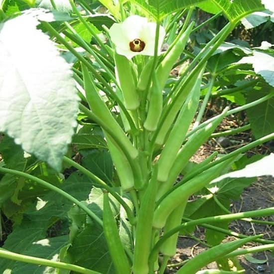 HẠT GIỐNG ĐẬU BẮP CAO SẢN