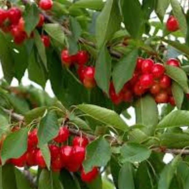 CÂY GIỐNG CÂY SƠ RI THÁI TRÁI NGỌT, SIÊU QUẢ, CAM KÉT CHUẨN GIỐNG F1