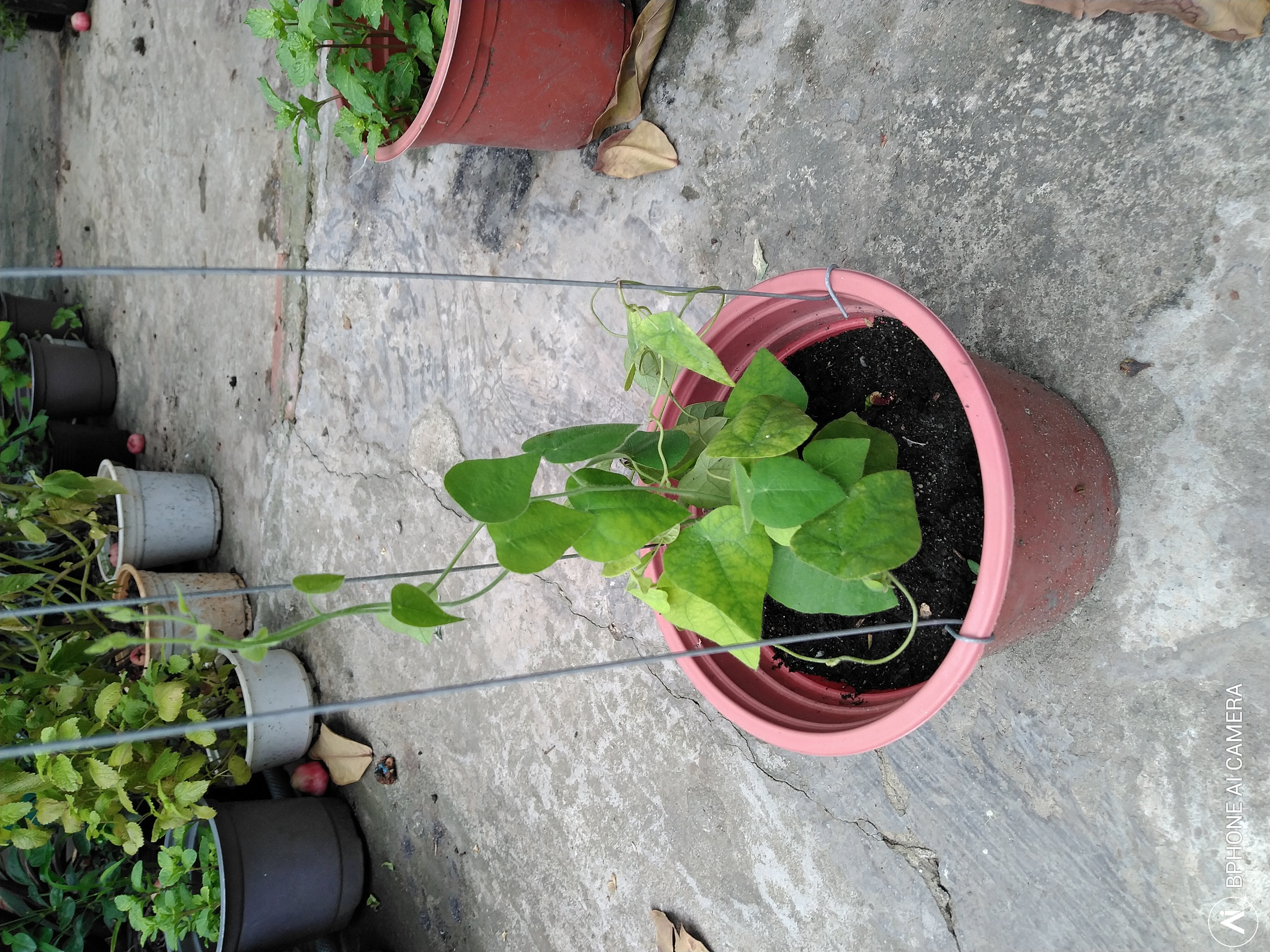 Sương Sâm Lông - Chậu Rau Dược Liệu