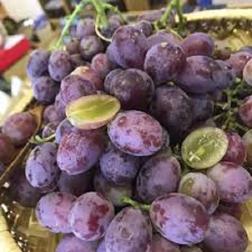 CÂY GIỐNG NHO KẸO ĐEN MỸ KHÔNG HẠT DÒNG QUẢ SỚM