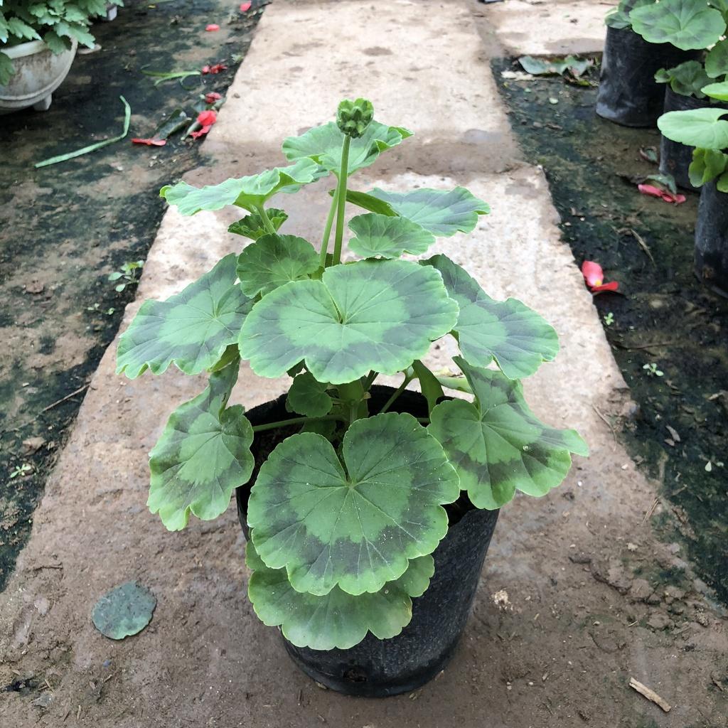Cây hoa phong nữ thảo đứng, Cao 20cm hoa nở rộ lá xoè ô bắt mắt sức sống mãnh liệt dễ chăm sóc hợp trang trí sân vườn.