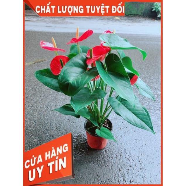 Cây Hồng Môn