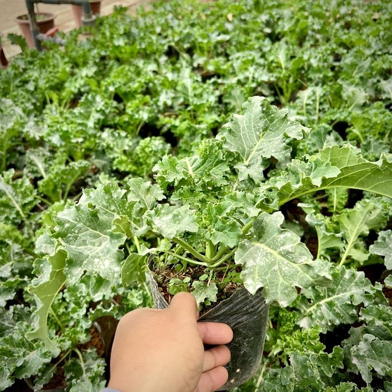 Cây cải xoăn KALE lá xanh  Vua các loại rau (ảnh thật Số 2) 16 Tác dụng của cải xoăn kale với sức khỏe và sắc đẹp