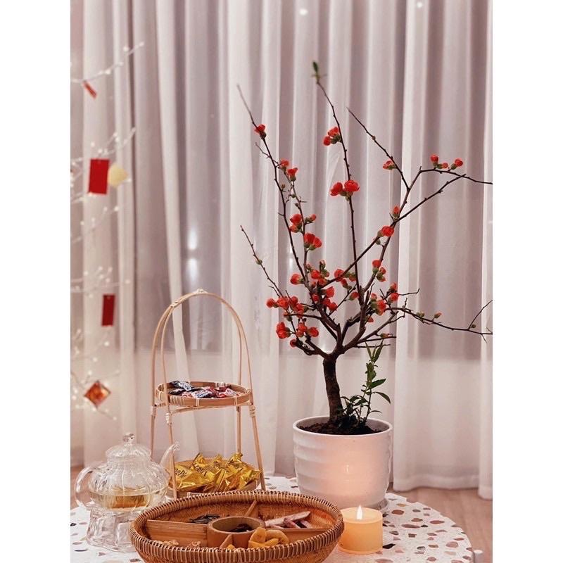 Khay tre đựng bánh, hoa quả, chụp ảnh decor loại 1 tầng và 3 tầng