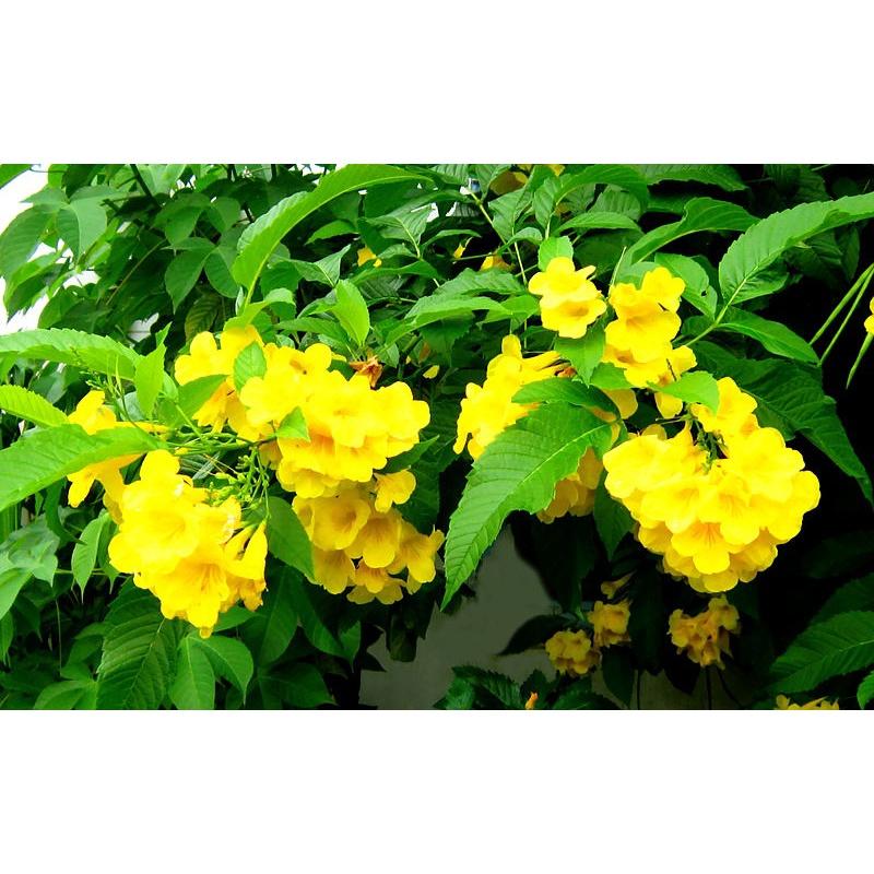 1 KG HẠT GIỐNG CÂY CHUÔNG VÀNG