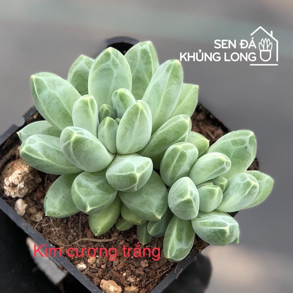 sen đá Kim Cương Trắng - pachyphytum compactum rose - 1 bông