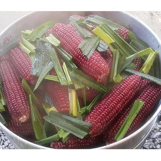 Hạt Giống Ngô Tím Nữ Hoàng Chuyên Ăn Tươi 50 Hạt