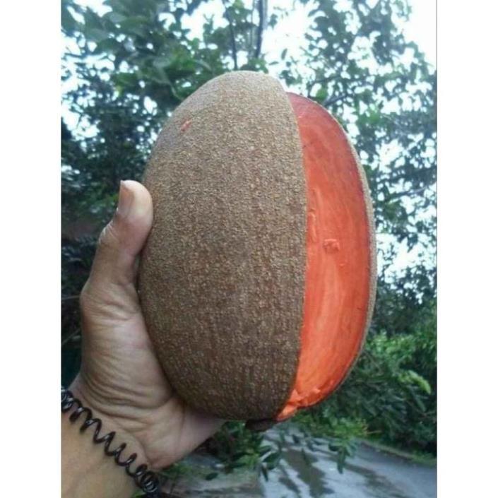 Cây SAPÔCHÊ RUỘT ĐỎ KHỔNG LỒ... 1 năm cho trái