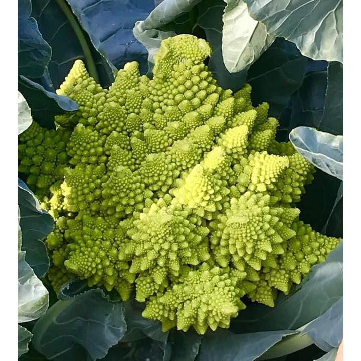 Hạt Giống Súp Lơ San Hô dể trồng f1- gói 20 hạt-tặng kèm gói phân bón lót