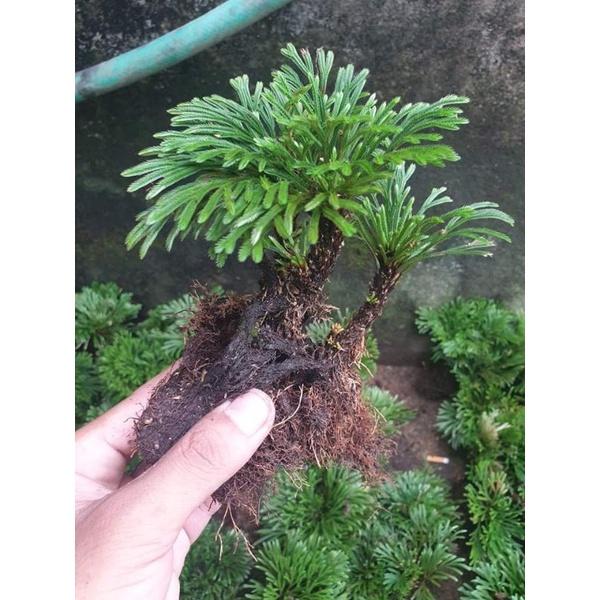 Cây trường sinh thảo