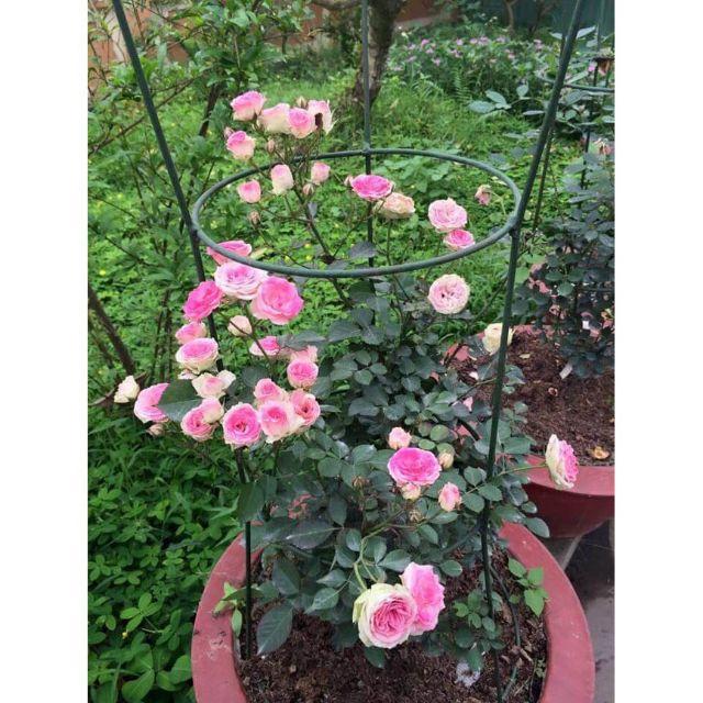 HG8A GÓI 20 HẠT HOA HỒNG LEO PHÁP MIX NHIỀU MÀU