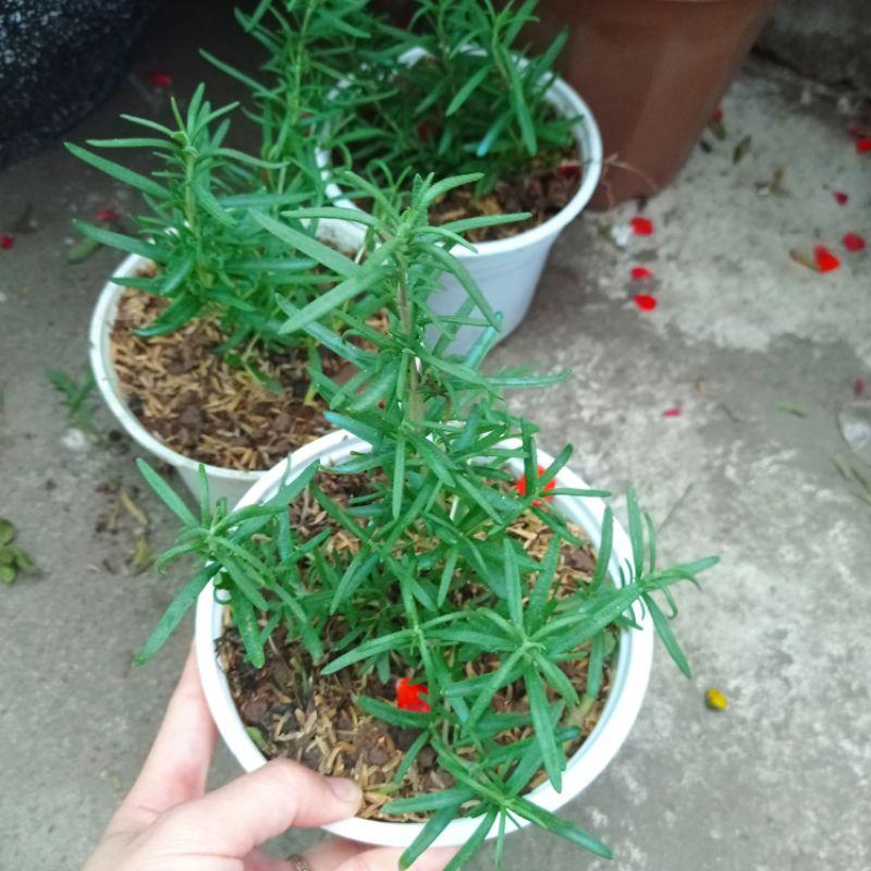Cây hương thảo lá nhỏ- cây đuổi muỗi