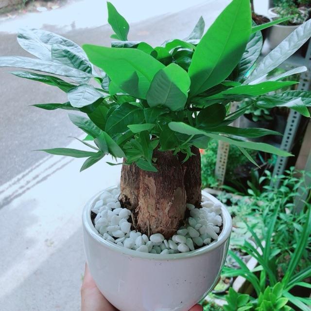 Chậu Kim Ngân 3 Thân