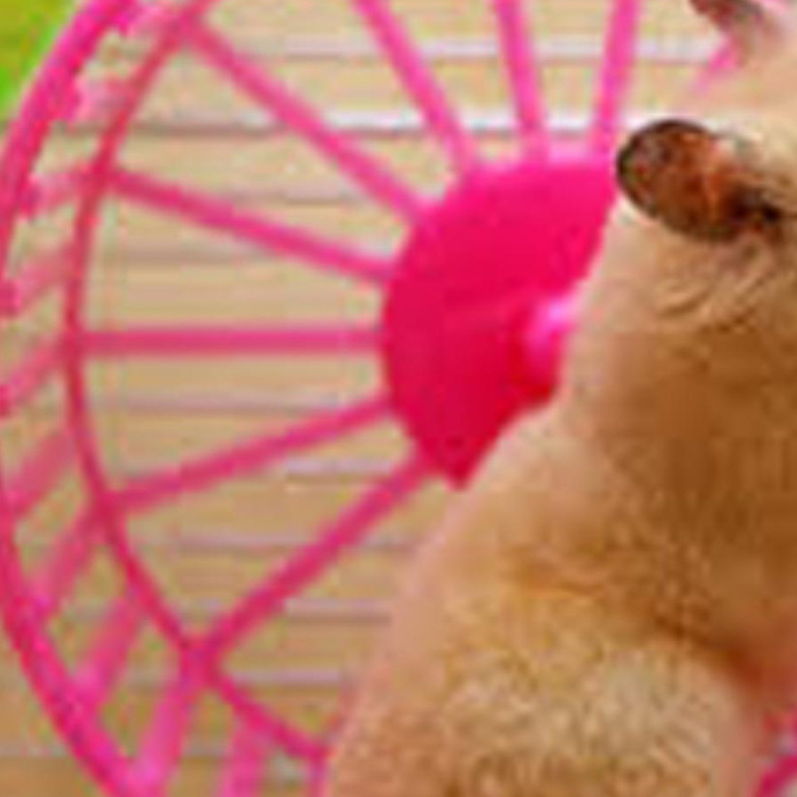 Wheel Nhựa cho Hamster - Đồ chơi cho Hamster (Giao màu ngẫu nhiên)