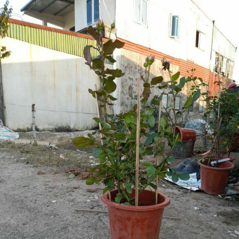 Hoa hồng Bách Hợp - hoa hồng cổ màu nude đến từ làng hoa Sa Đéc - bầu to, cây trưởng thành