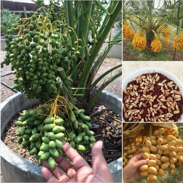 CÂY GIỐNG CHÀ LÀ TRUNG ĐÔNG NHẬP KHẨU
