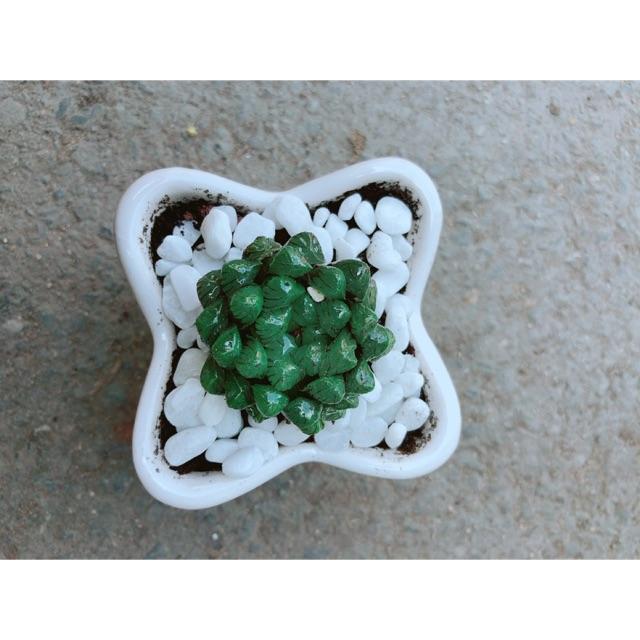 Chậu Kim Cương Xanh Lá