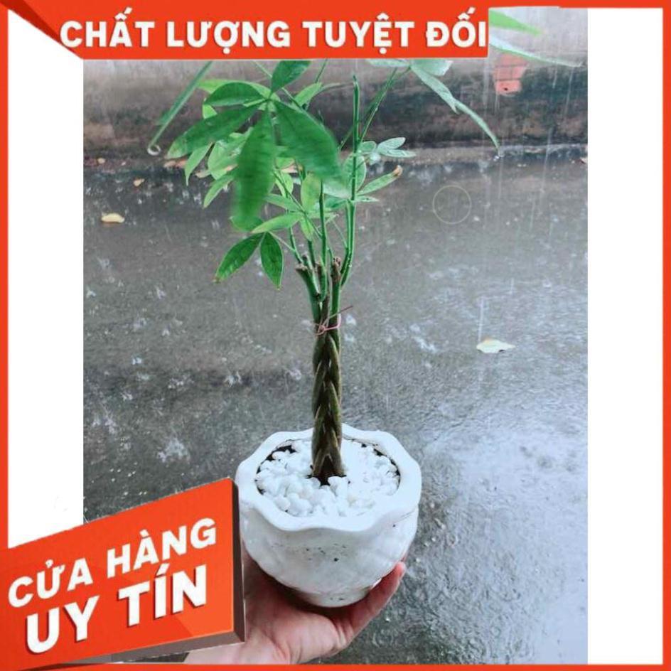 Chậu Kim Ngân 5 Thân Nhiều Người Mua