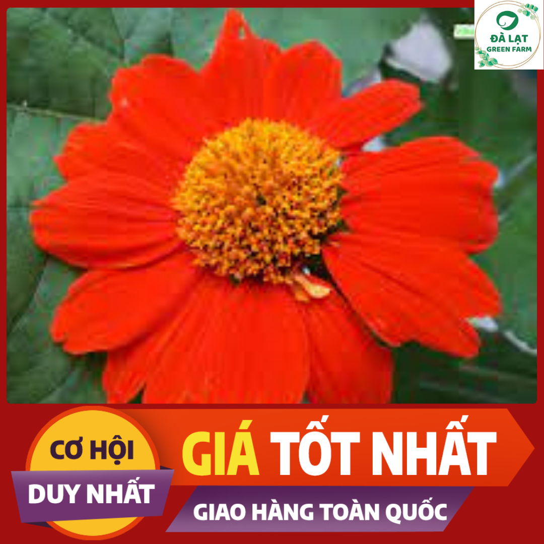 50H- Hạt giống hoa Cúc Sơn Quỳ (Dã Quỳ Đỏ)