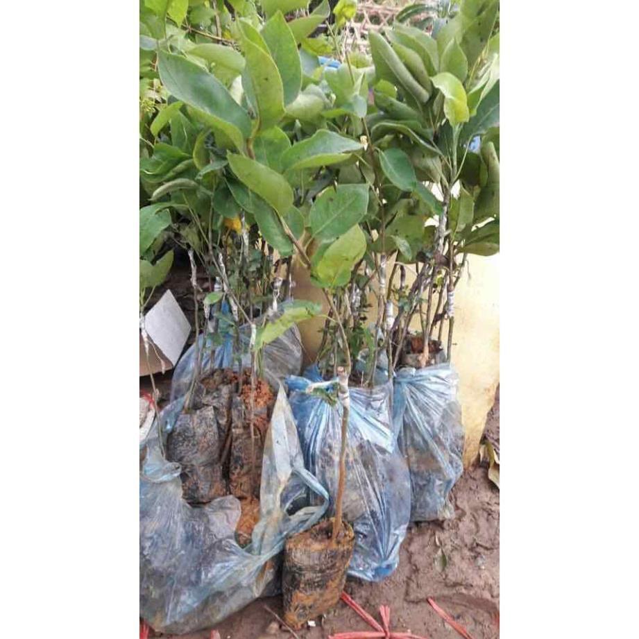 CÂY GIỐNG LÊ NÂU