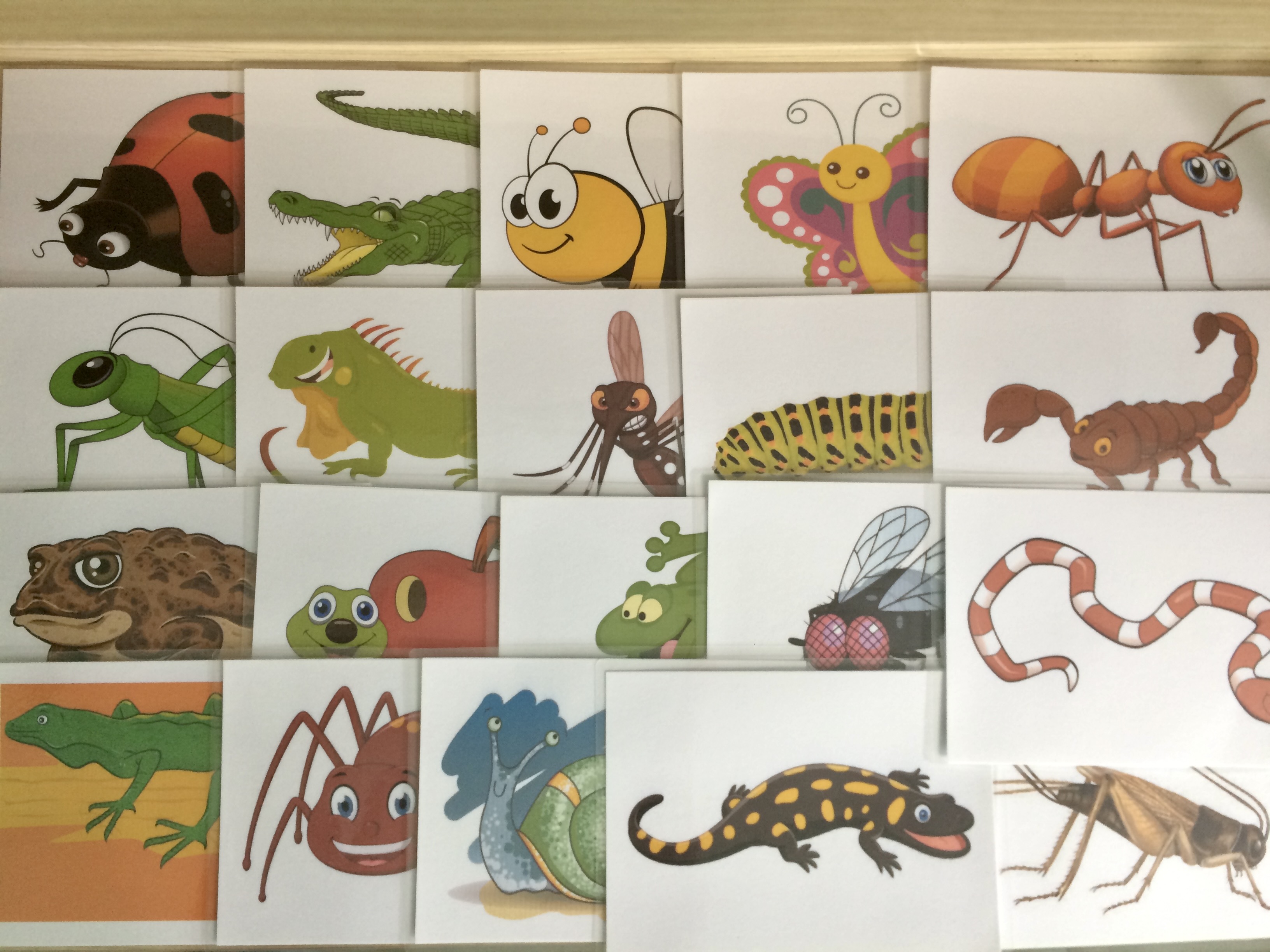 Animal Flashcards: Insect and Reptile - Thẻ học tiếng Anh chủ đề Động vật: Côn trùng và bò sát - 20 cards