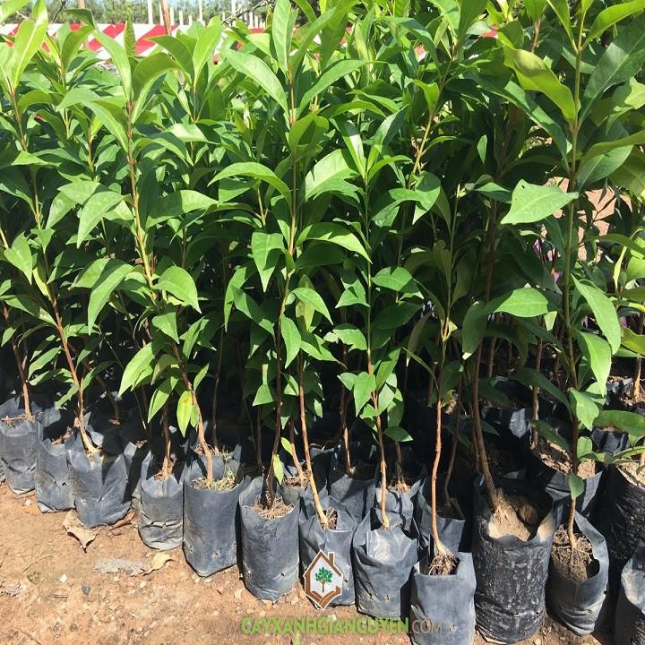 CÂY GIỐNG LÁ VỐI NẾP