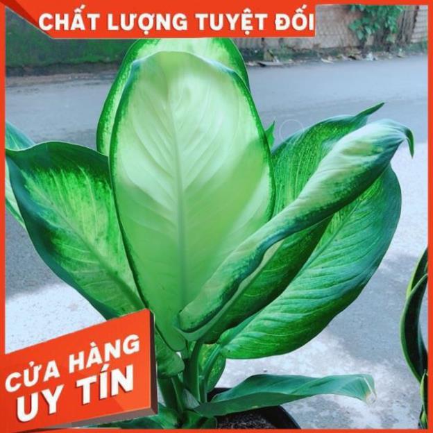 Cây Vạn Niên Thanh