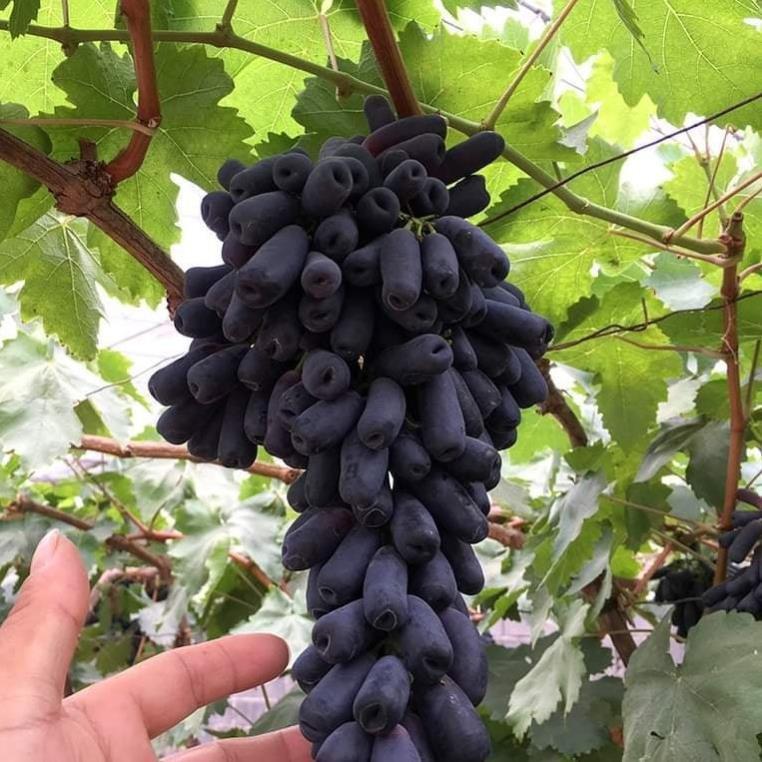 Combo 2 cây nho ngón tay