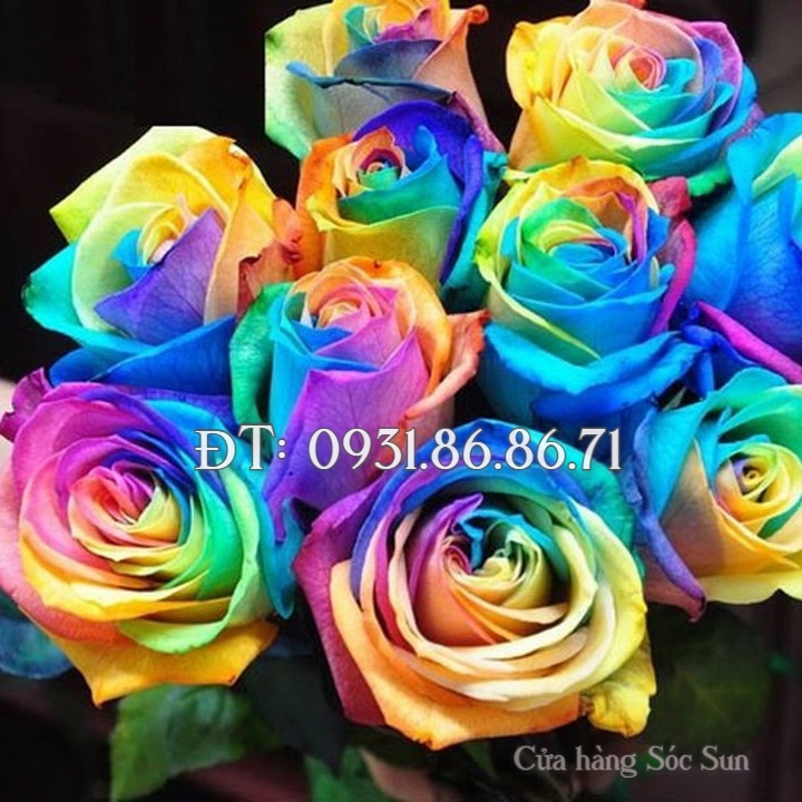 Hạt giống hoa hồng 7 màu – Bịch 10 hạt – Mã số 1218