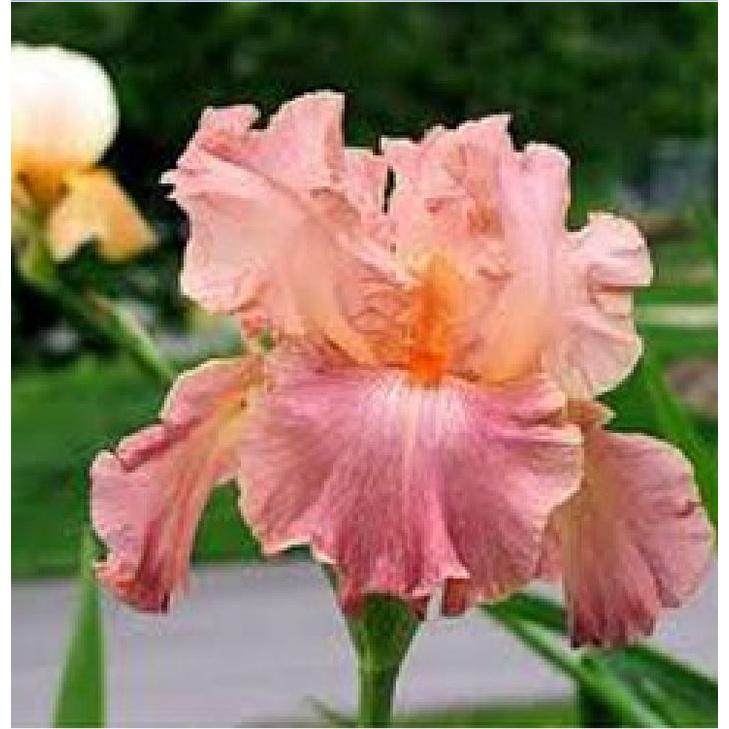 Hạt Giống Diên Vĩ Hồng  CT521 - Gói 10 hạt