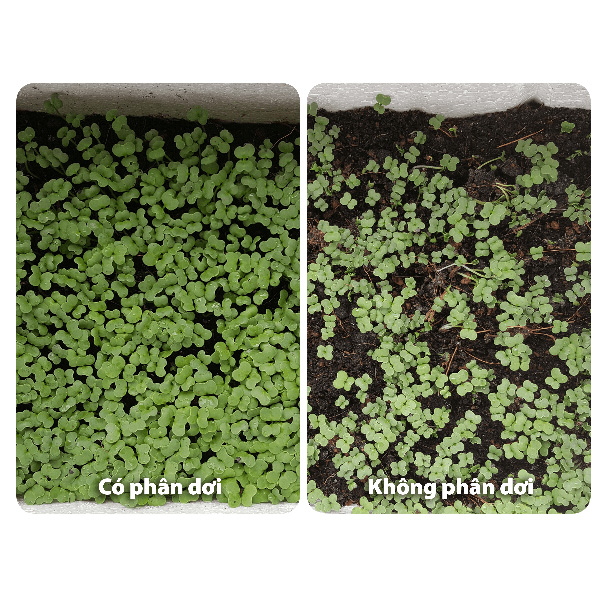 Phân bón hữu cơ chuyên dùng cho hoa lan, hoa hồng, bonsai, rau màu Vietgro - Phân Dơi Bat Guano - Túi 5kg