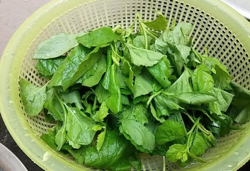 Hạt giống rau cải trời (cải hoang) - gói 100 hạt