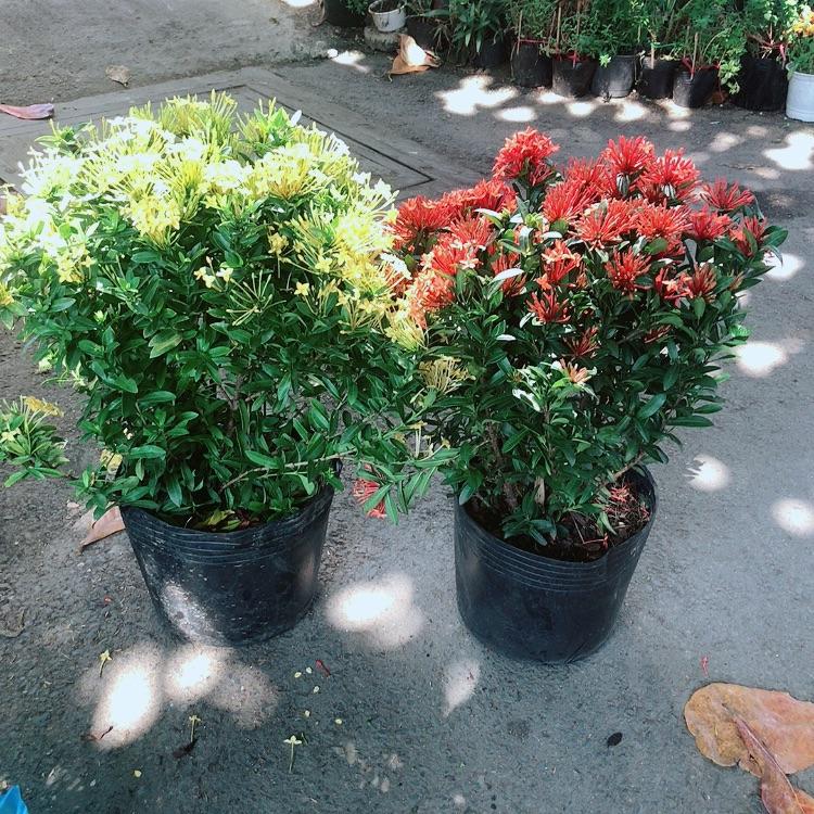 Combo 2 Cây Trang Thái Vàng+Đỏ