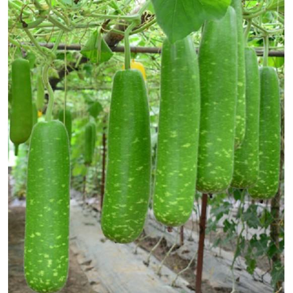 Hạt giống bầu lai ngắn siêu quả