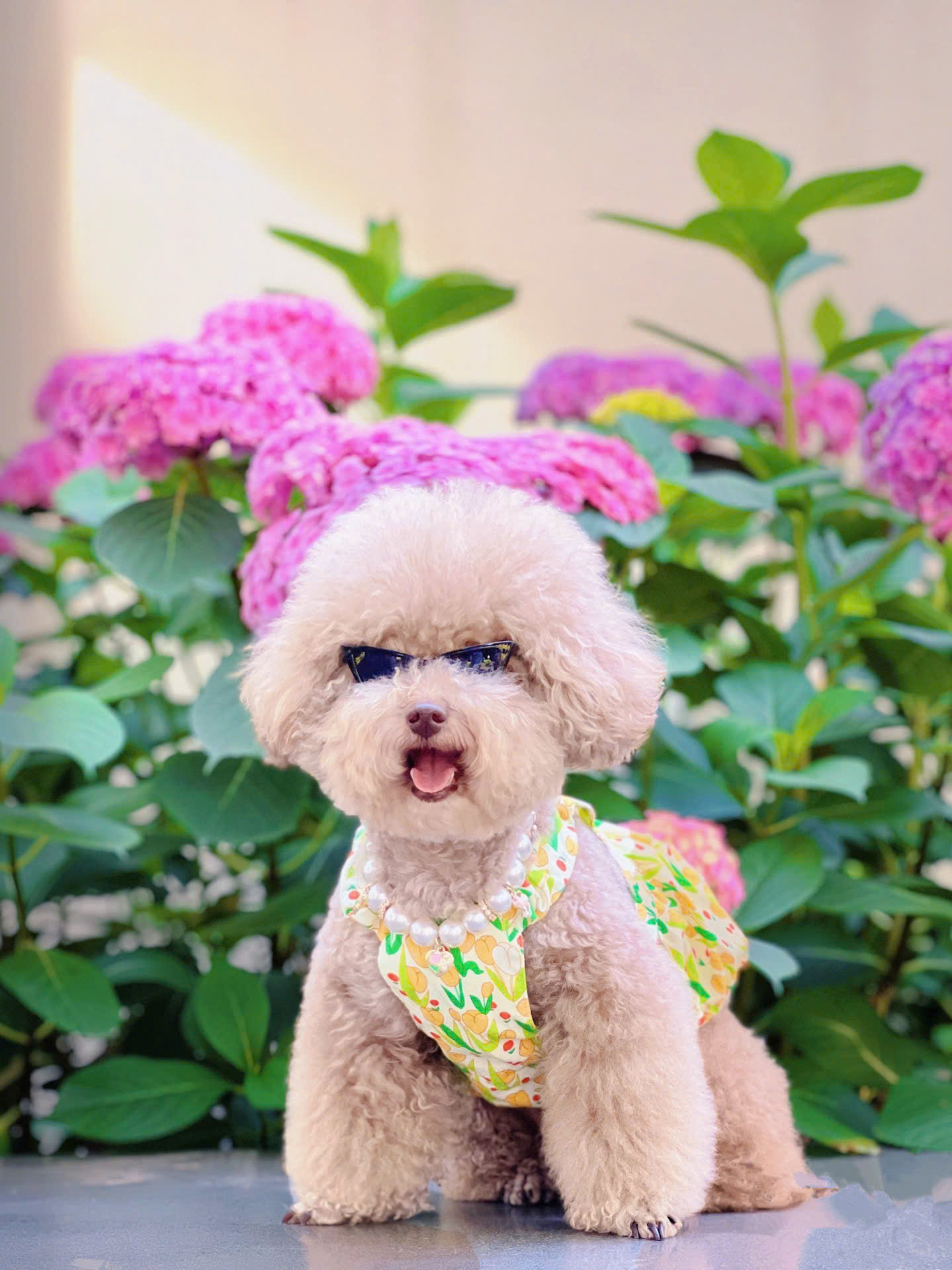 MẮT KÍNH KÍNH RÂM KÍNH MÁT NGỘ NGHĨNH TAM GIÁC SIÊU XINH SANG CHẢNH MÃ 1 CHO THÚ CƯNG CHÓ MÈO