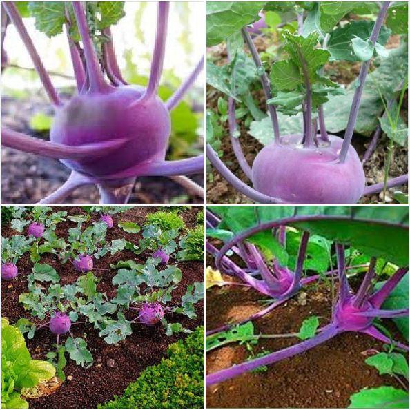 Combo 2 gói hạt giống su hào tím và 1 gói su hào xanh-gói 20 hạt/tặng kèm gói phân bón lót