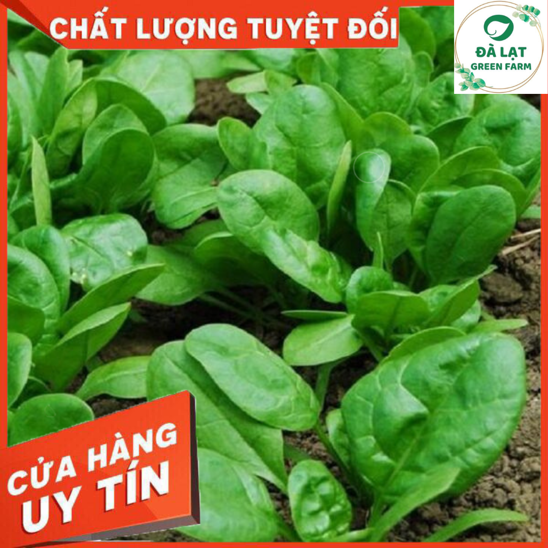 Hạt giống Cải Bó Xôi - 5Gram (nảy mầm chuẩn)