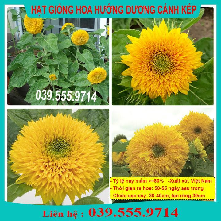 HẠT GIỐNG HƯỚNG DƯƠNG KÉP GIỐNG CHUẨN, DỄ CHĂM