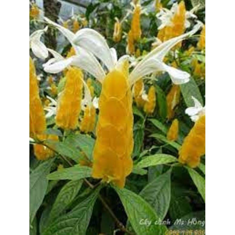 Chậu cây hoa rồng nhả ngọc - Hoa bền đẹp
